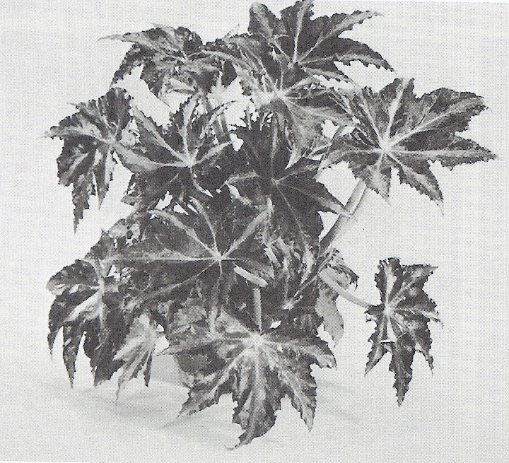 B. ‘Nod’